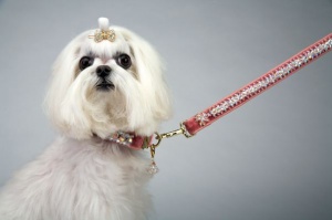 Pink Princess Luxe Leash<br />Collar and leash sold separately