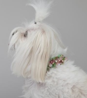 Water Lily Collar<br />