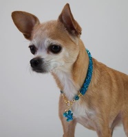 Azure<br />Crystal Cascade Necklace<!--Dogs--><br />