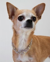 Champagne<br />Crystal Cascade Necklace<!--Dogs--><br />