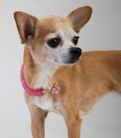Rose Crystal Cascade Necklace<!--Dogs--><br />