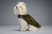 Olive Posh Coat