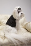Lounge Puppy Noir Vest