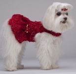Royal Ruby Harness Detachable Skirt