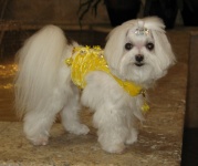 Sunburst Rhumba Harness