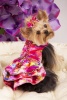 Water Lily Gown